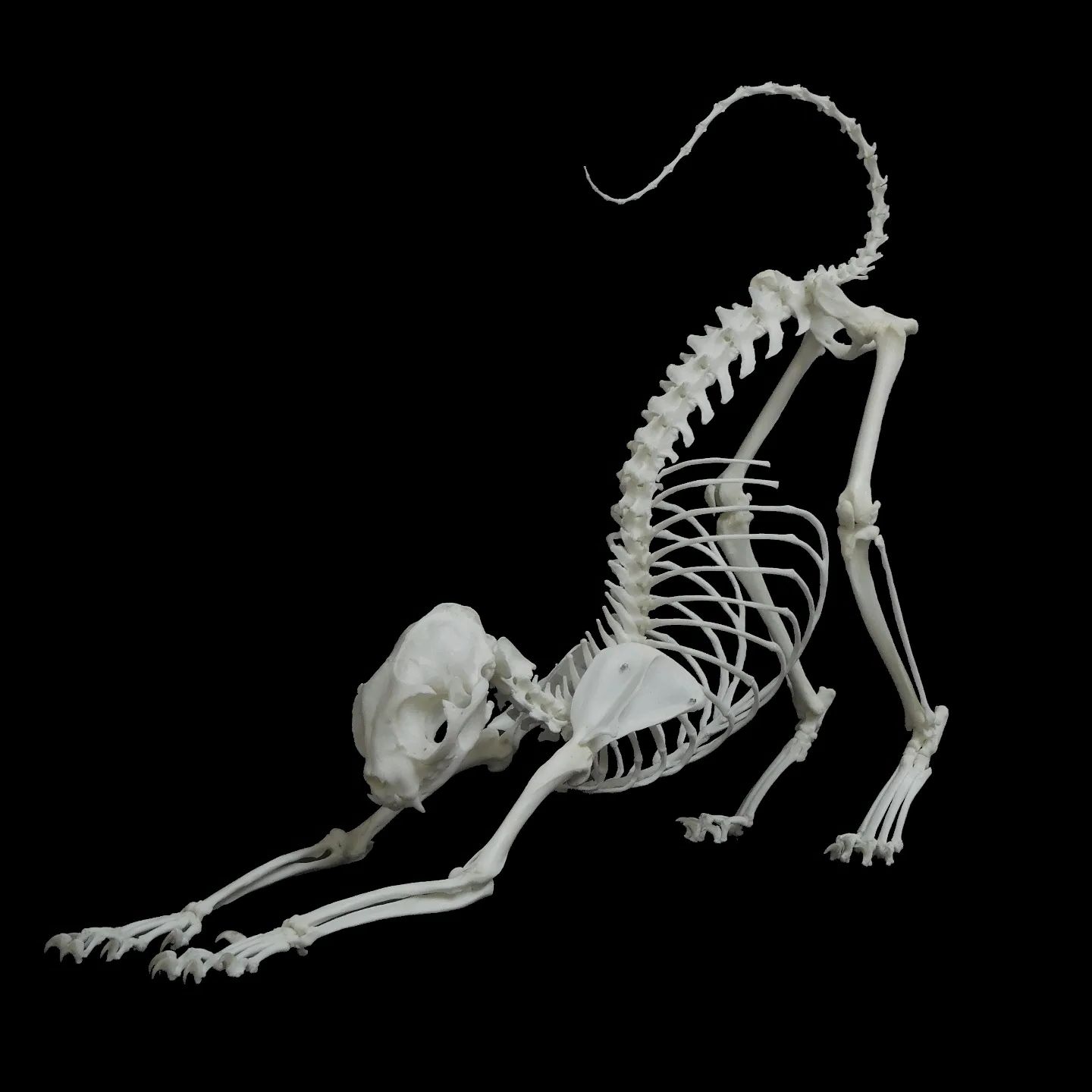 Felis Catus (skeleton)